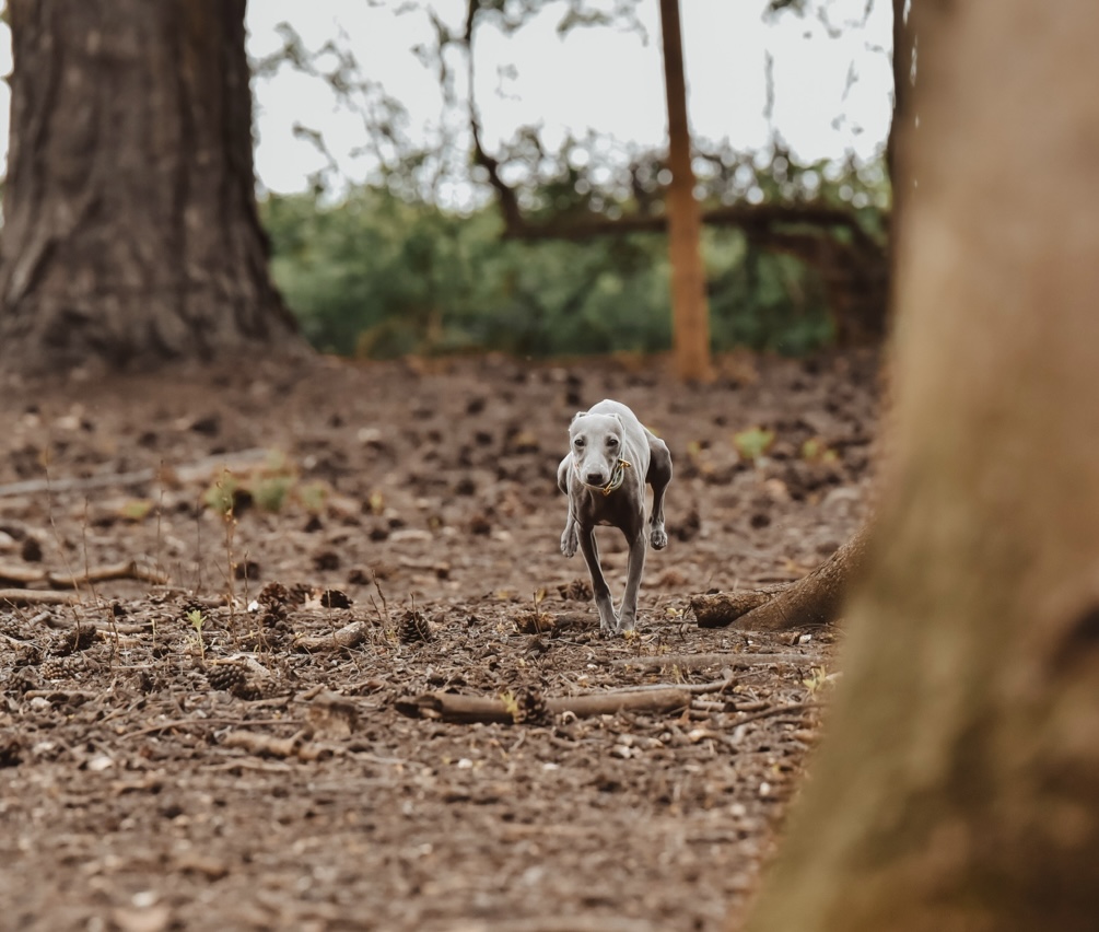 Italian greyhound running