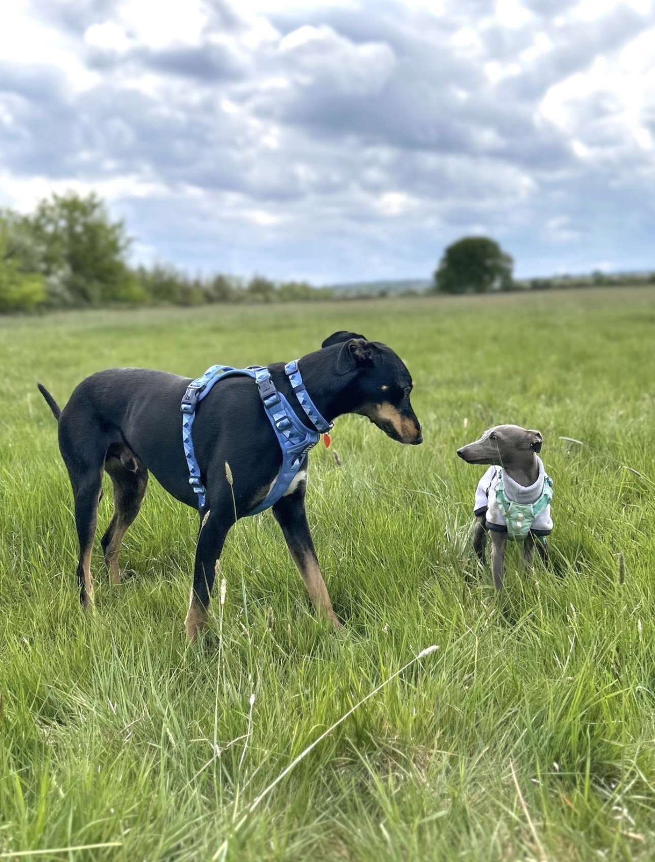 Two dogs greeting