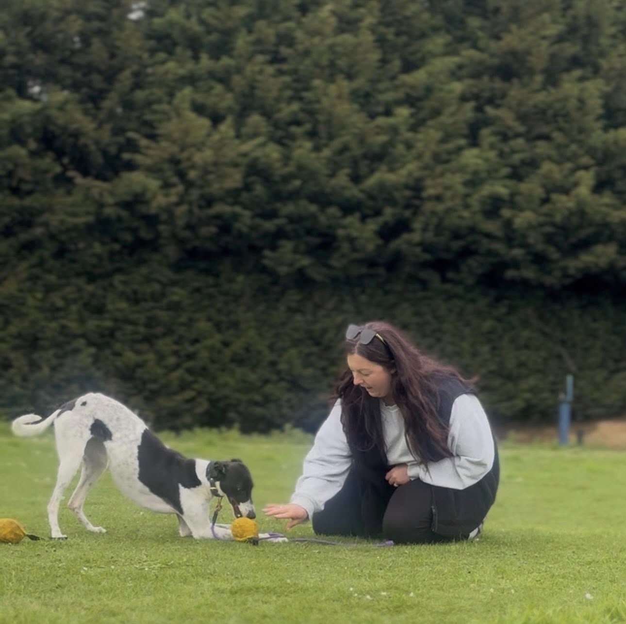 India Calaby, sighthound trainer, playing with a greyhound