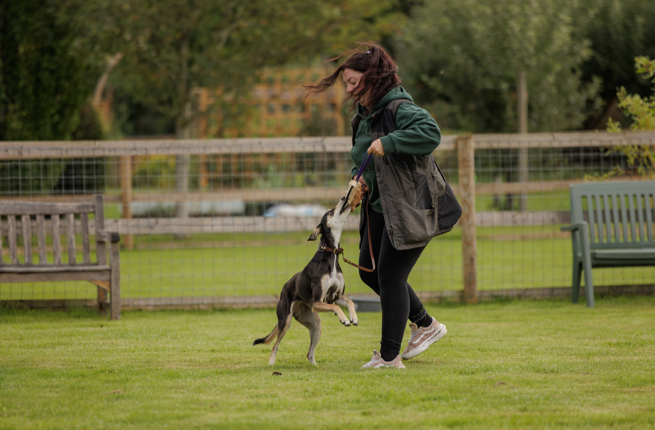India playing with lurcher