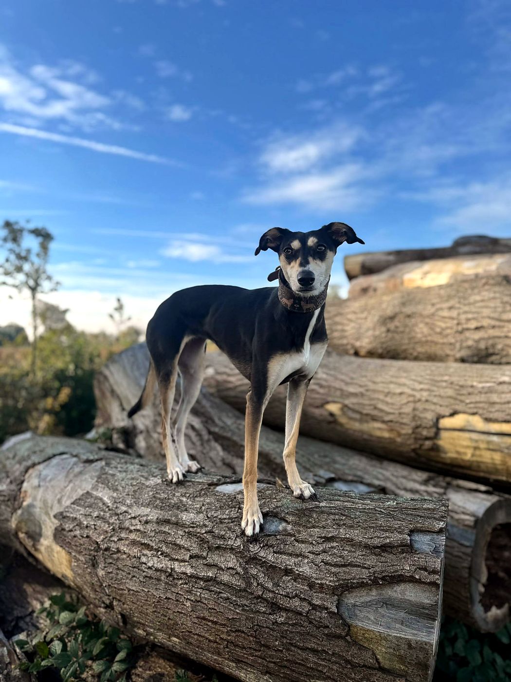 Boo the lurcher standing on a log pile