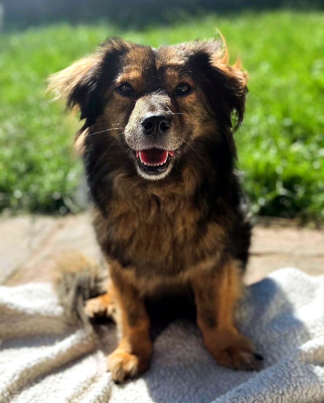 Dorothy, India's Romanian rescue dog, smiling on a blanket