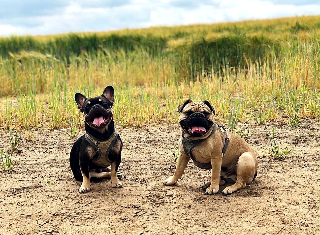Hank and Vinnie, India's French bulldogs, sitting together in a field