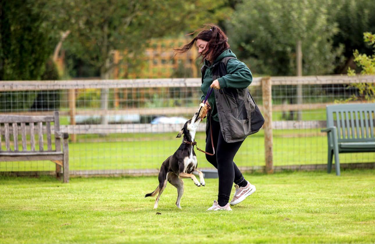 Happy lurcher playing tug with India