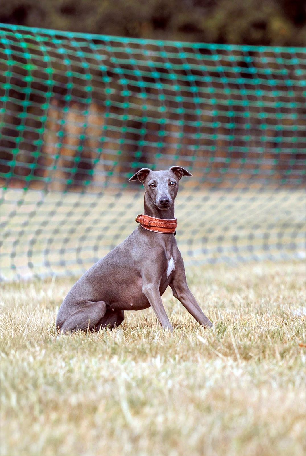 Pea the Italian greyhound sitting in a field
