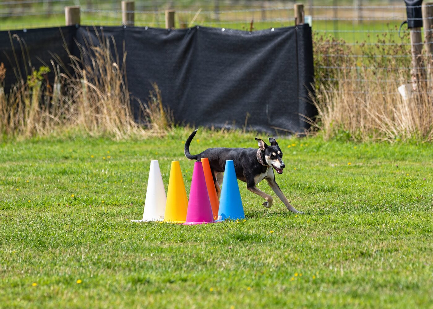 Dog running through a line of coloured cones during a club training session