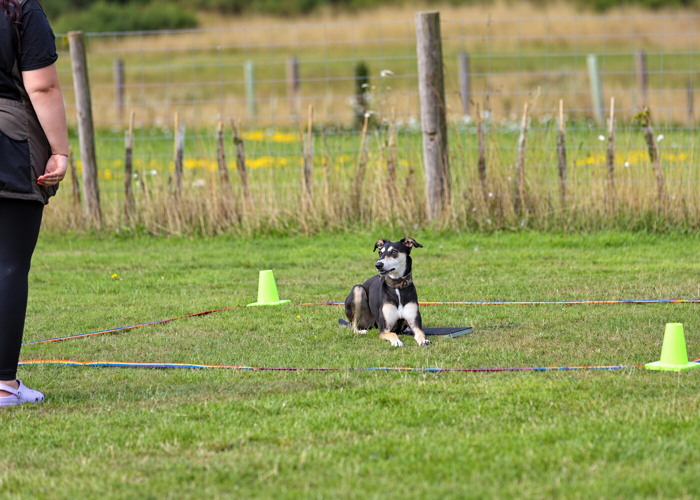 Dog holding a down stay inside a marked training area on the club field