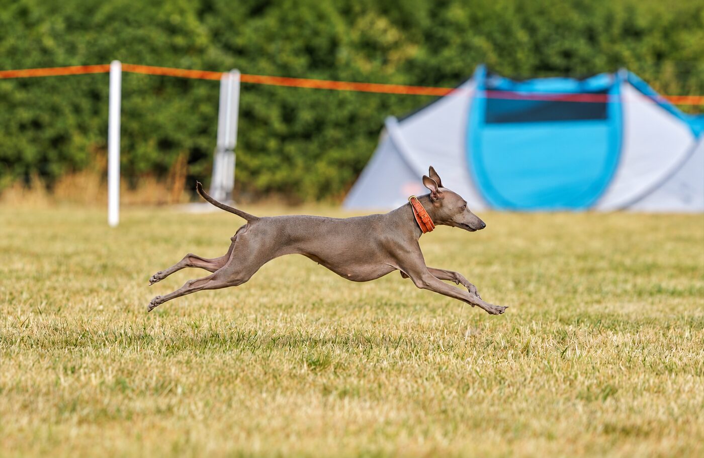 Italian greyhound sprinting at full speed across the field at a club event