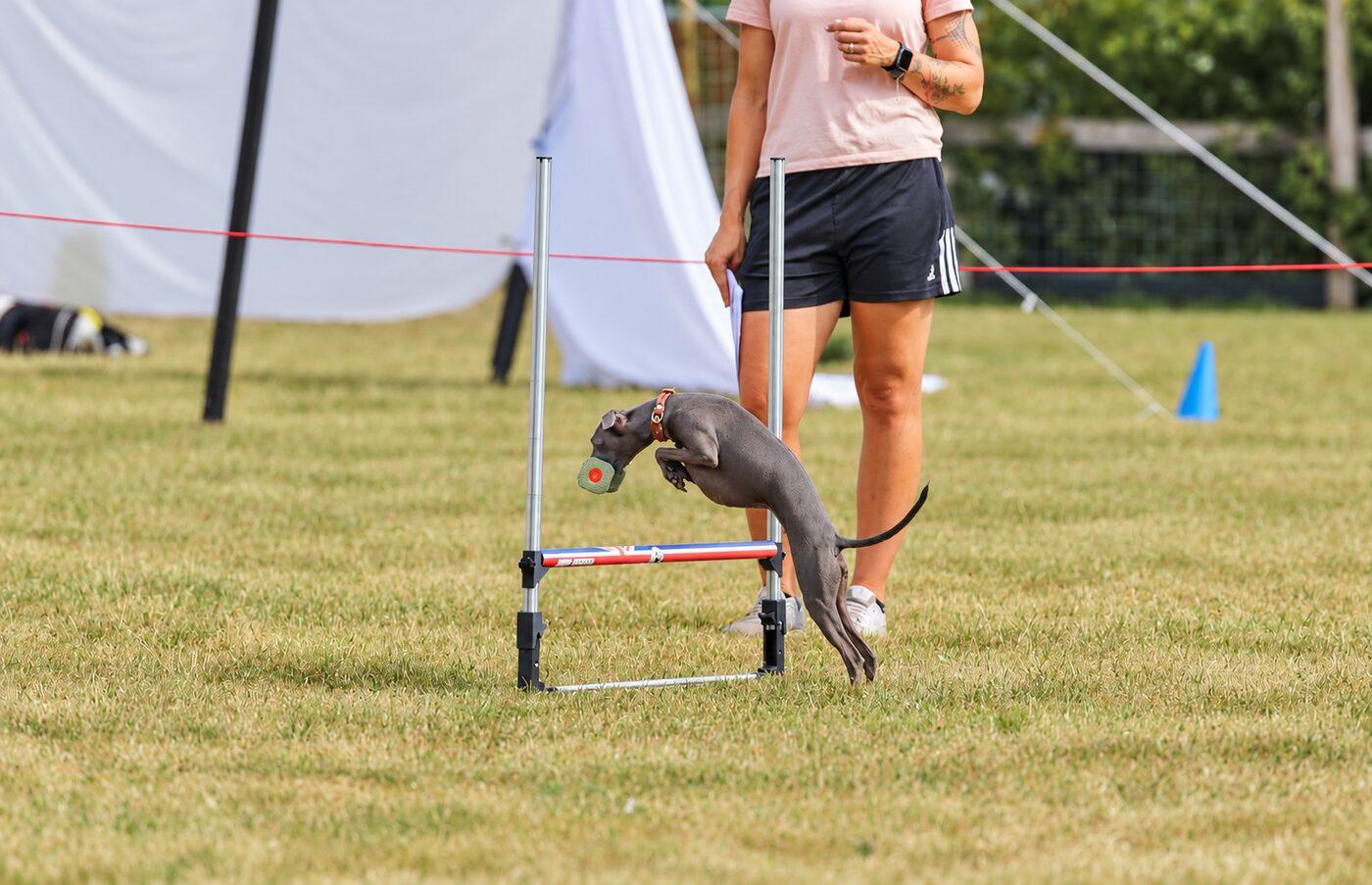 Italian greyhound clearing a low jump while carrying a dumbbell at a club session