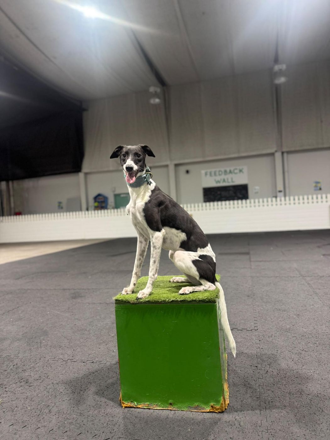 Sushi the lurcher sitting on a training box